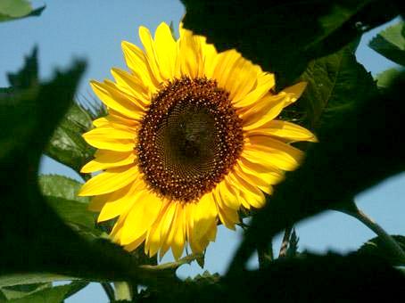 nergie solaire. tournesol. photo michel ducruet.