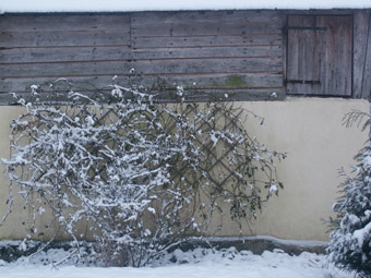 rosier sous la neige