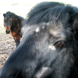 poneys . Valle de la Charentonne. photo michel ducruet.