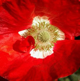 coquelicot  coeur blanc. photo michel ducruet. verneusses.2003