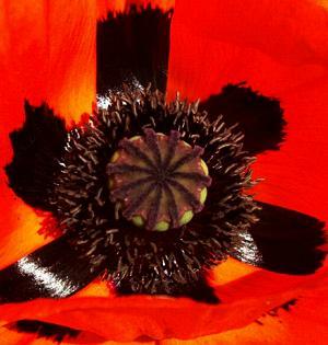 coquelicot  coeur noir. photo michel ducruet. Verneusses.2003