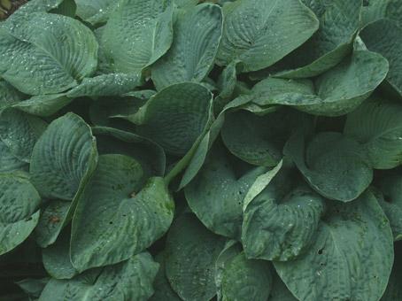 plante de jardin. hostas. photo michel ducruet.