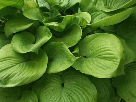 plante de jardin. hostas. photo michel ducruet.