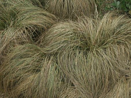 plante de jardin. photo michel ducruet.