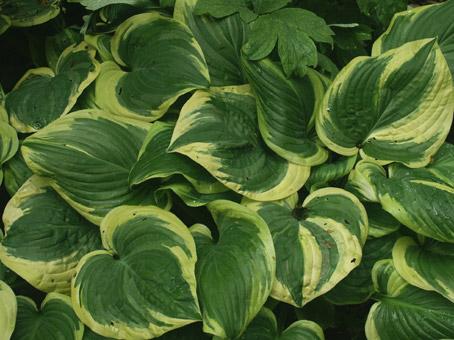 gros plan sur des hostas. photo michel ducruet.