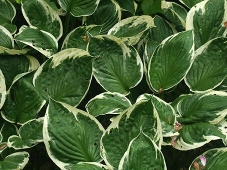 gros plan sur des hostas. photo michel ducruet.