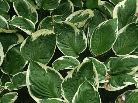 gros plan sur des hostas. photo michel ducruet.