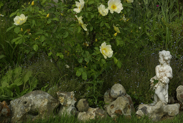 rosier jaune et statue de jardin. verneusses. photo michel ducruet.