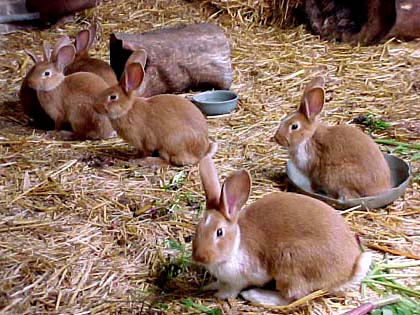 lapins d'levage. verneusses. photo michel ducruet