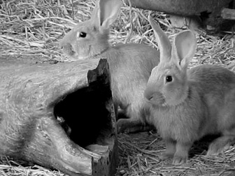 petits lapins. verneusses. photo michel ducruet.