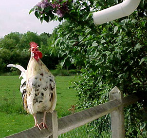 chant du coq. verneusses. photo michel ducruet.