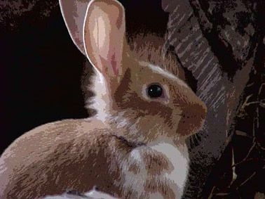 lapin normand. verneusses. photo michel ducruet.