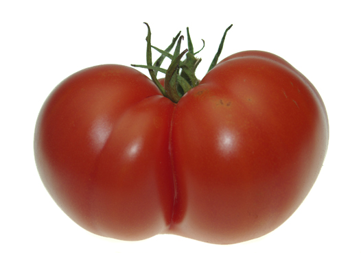 Tomate du jardin. Verneusses. photo michel ducruet, 2008