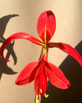 lys rouge avec son ombre. photo michel ducruet. Verneusses.2003