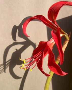 lys rouge avec son ombre. photo michel ducruet. Verneusses.2003