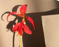 lys rouge avec son ombre. photo michel ducruet. Verneusses.2003