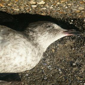 oiseau mort. Deauville. photo michel ducruet