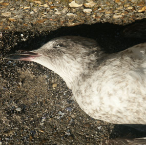 oiseau mort. Deauville. photo michel ducruet