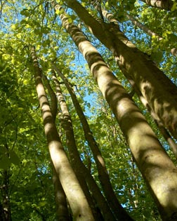 grands arbres vus du sol