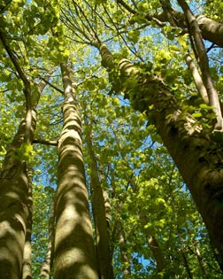 grands arbres vus du sol