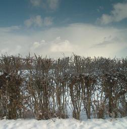 haie sous la neige