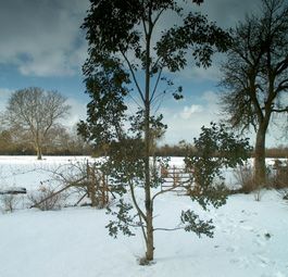 eucalyptus sous la neige.