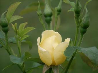 rose jaune et boutons.