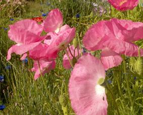 fleurs de rhtorique et fleurs des champs.pavots. photo michel ducruet. verneusses