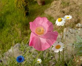 fleurs de rhtorique et fleurs des champs.pavot, bleuet,pquerettes. photo michel ducruet. verneusses