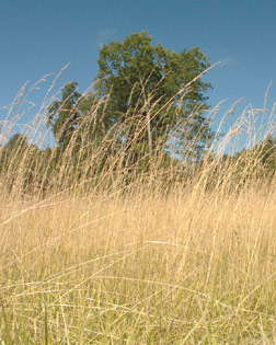 Modestine dans les Cvennes.