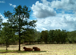 Parc de Gramat. vaches. photo michel ducruet