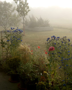 fleurs de verneusses. photo michel ducruet