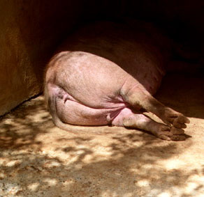 Gramat. Parc animalier. photo michel ducruet.