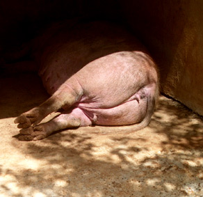 cochon,  Gramat, parc animalier. photo michel ducruet