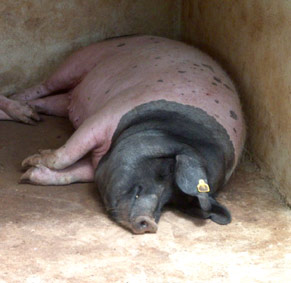 porc Normand. Gramat, parc animalier. photo michel ducruet