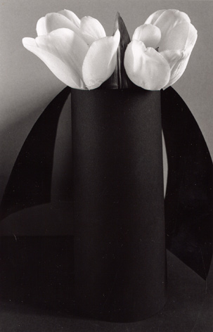 pingouin, penguin, tulipes blanches