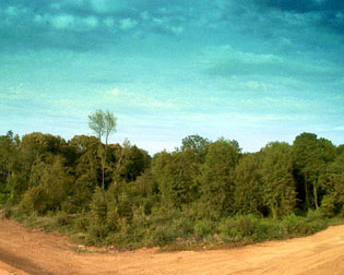 habitat chevreuil