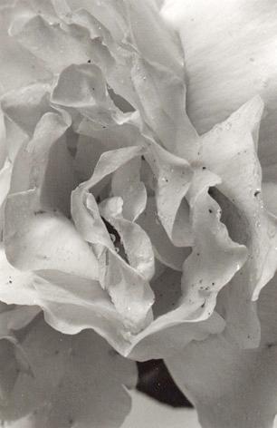 rose en gros plan