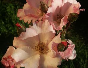 roses anciennes. verneusses. photo michel ducruet