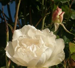 roses anciennes. verneusses. photo michel ducruet