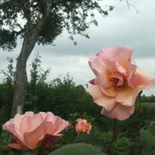 roses anciennes. verneusses. photo michel ducruet