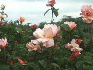 roses anciennes. verneusses. photo michel ducruet