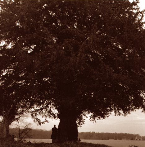 sophie leroux sous un if, under a yew