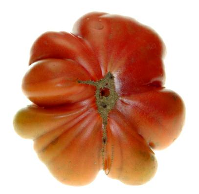 tomate marmande, photo michel ducruet 2008