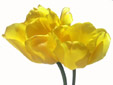 tulipes en studio