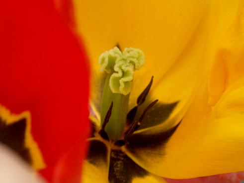 Tulipe. rouge et or pour le dire.photo michel ducruet