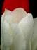 tulipes en ext�rieurs