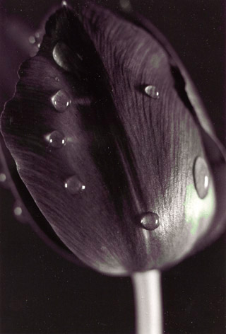 tulipe noire avec rose, dewy black tulip