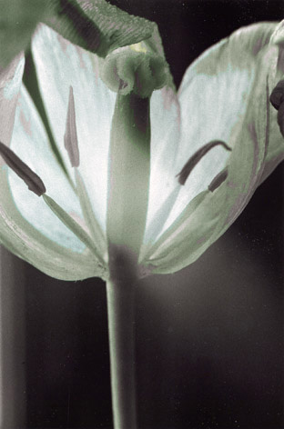 tulipe transparente, transparent tulip