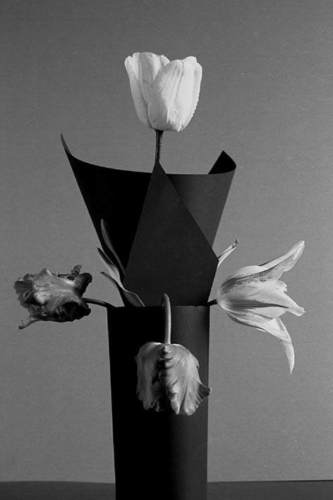 tulipe blanche, white tulip, black bowl, vase noir baroque